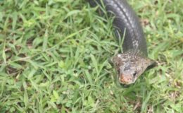 8 yaşındaki çocuk, kendisini sokan kobra yılanını ısırarak öldürdü
