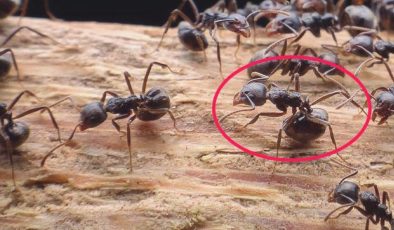 Konuta karınca için ihbara giden yetkililer çıktıklarında tüm dünyaya ikazda bulundu: Artık ölümcül