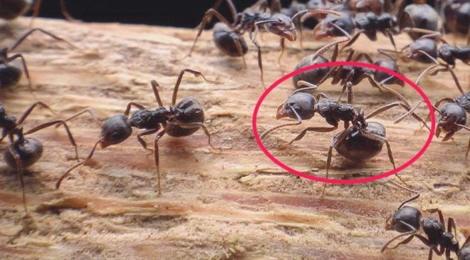 Konuta karınca için ihbara giden yetkililer çıktıklarında tüm dünyaya ikazda bulundu: Artık ölümcül